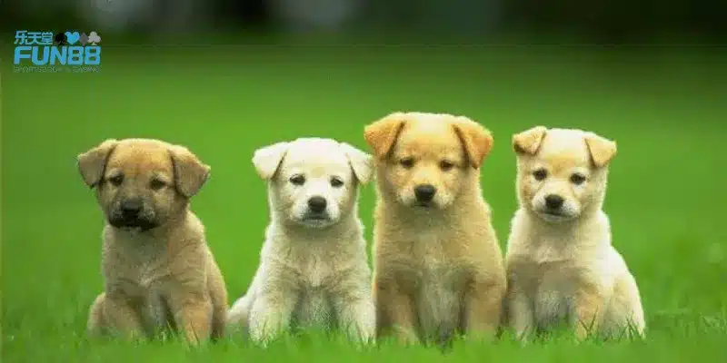 Giấc mơ thấy chó mang ý nghĩa gì?