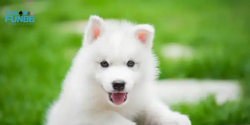 Mơ thấy chó thân thiện