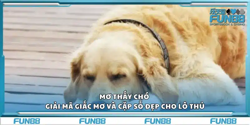 Mơ thấy chó – Giải mã giấc mơ và cặp số đẹp cho lô thủ