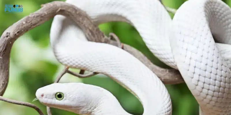 Khám phá ý nghĩa tâm linh khi mơ thấy rắn