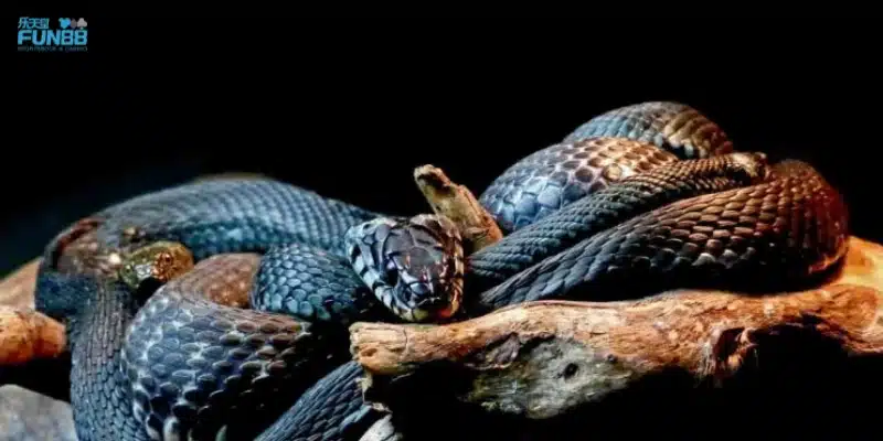 Một số trường hợp cụ thể khi mơ thấy rắn và ý nghĩa